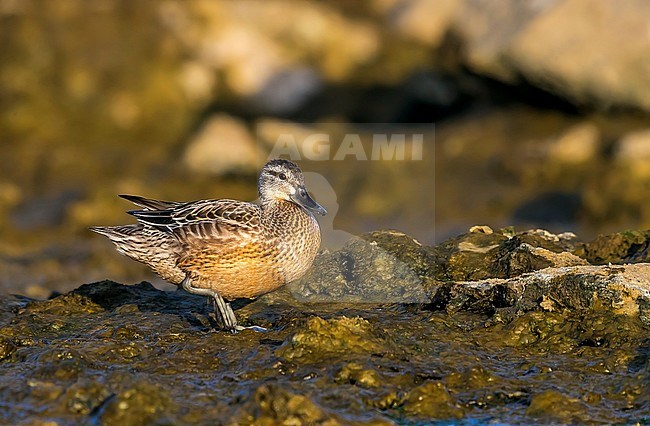 Juvenile Garganey walking on mudflat in Cabo da Praia, Terceira, Azores. October 3, 2018. stock-image by Agami/Vincent Legrand,