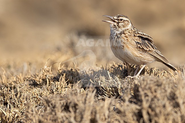 Short-tailed Lark (Spizocorys fremantlii) perched on the ground and singing in Tanzania. stock-image by Agami/Dubi Shapiro,