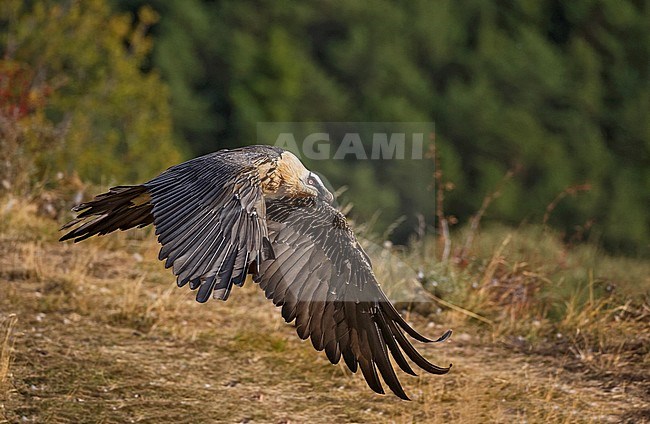 Bearded Vulture in flight, Lammergier in de vlucht stock-image by Agami/Alain Ghignone,