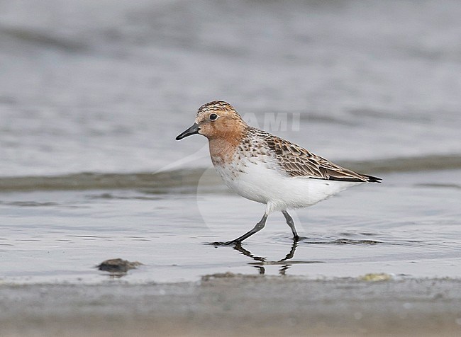 Side view of an adult Red-necked Stint (Calidris ruficollis) in summer plumage walking on shore line. Mongolia stock-image by Agami/Markku Rantala,