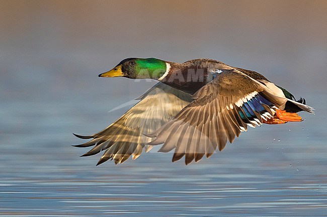 Adult male Mallard (Anas platyrhynchos) in flight over a lake in Italy. stock-image by Agami/Daniele Occhiato,