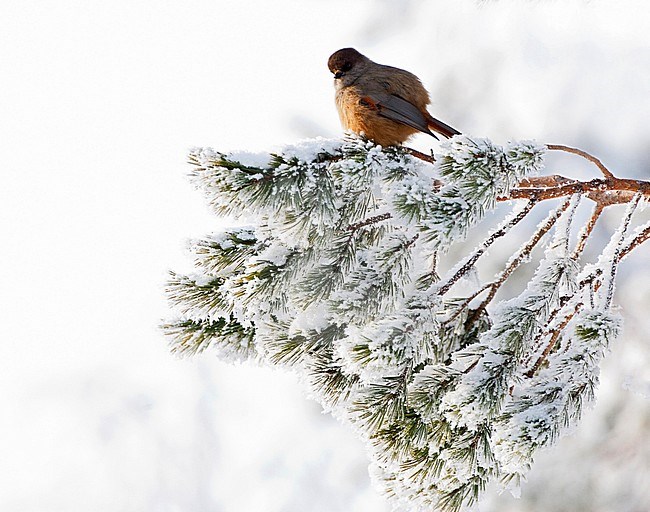 Siberian Jay (Perisoreus infaustus) perched on a snow covered tree in the taiga forest of northern Finland near Kuusamo. stock-image by Agami/Marc Guyt,