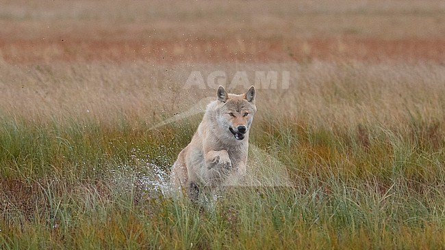 Front view of an adult Grey Wolf running on marshland. Kuhmo Finland stock-image by Agami/Markku Rantala,