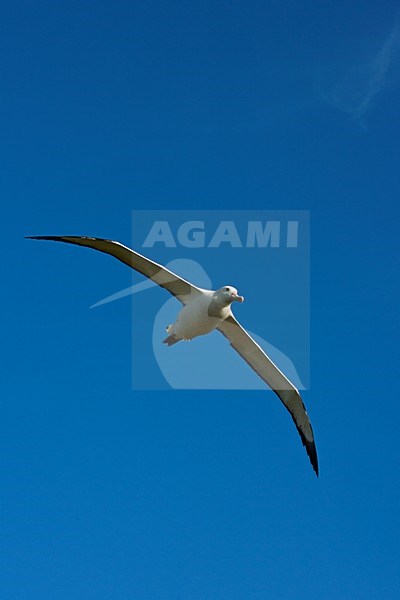 Grote Albatros vliegend; Snowy (Wandering) Albatross flying stock-image by Agami/Marc Guyt,