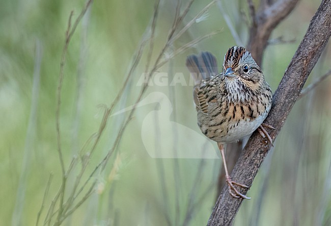 Lincoln's Sparrow (Melospiza lincolnii) perched on a small branch stock-image by Agami/Ian Davies,