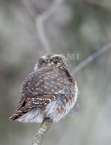 Dwerguil waarbij je de nep ogen op achterkant van de kop ziet; Eurasian Pygmy Owl (glaucidium passerinum) Helsinki Finland January 2013, showing back of the head stock-image by Agami/Markus Varesvuo,