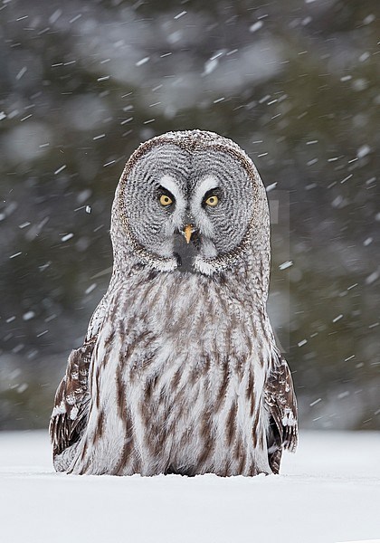 Great Grey Owl (Strix nebulosa) dring cold winter in taiga forest in northern Finland. stock-image by Agami/Markus Varesvuo,