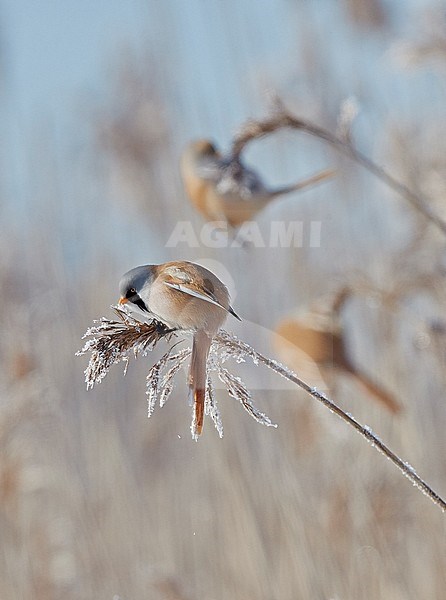 Male Bearded Reedling (Panurus biarmicus) during winter in reed bed near Espoo in souther Finland. stock-image by Agami/Markus Varesvuo,