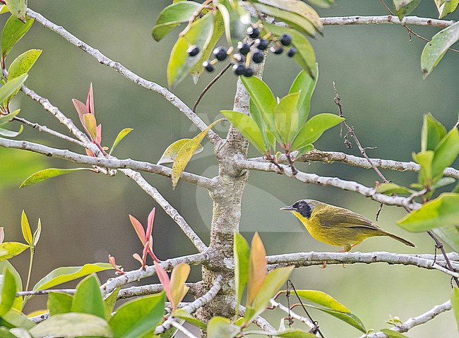 Male Chiriqui Yellowthroat (Geothlypis chiriquensis) in Costa Rica. stock-image by Agami/Pete Morris,
