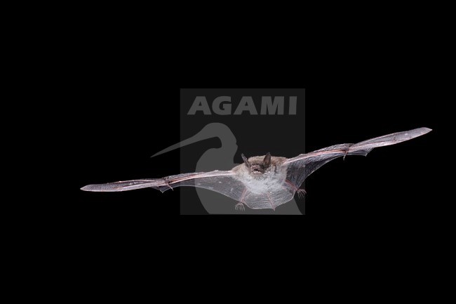 Vliegende Meervleermuis; Flying Pond Bat stock-image by Agami/Theo Douma,