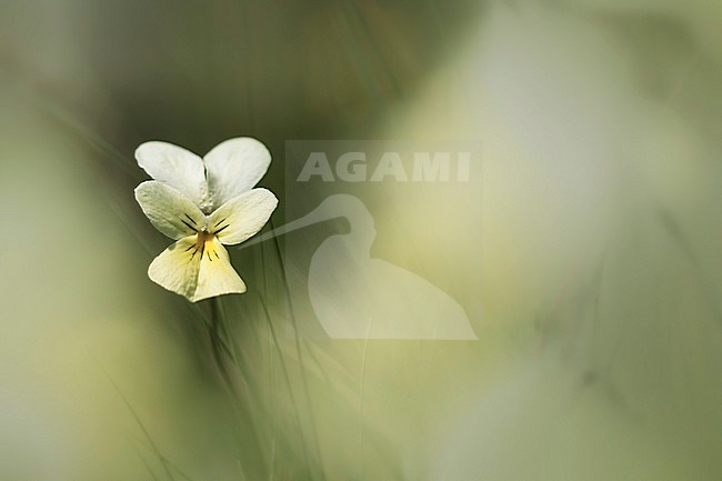 Mountain Pansy, Viola lutea subsp. calaminaria stock-image by Agami/Wil Leurs,