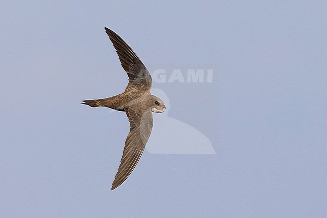 Alpine Swift (Tachymarptis melba), individual in flight seen from the above, Campania, Italy stock-image by Agami/Saverio Gatto,