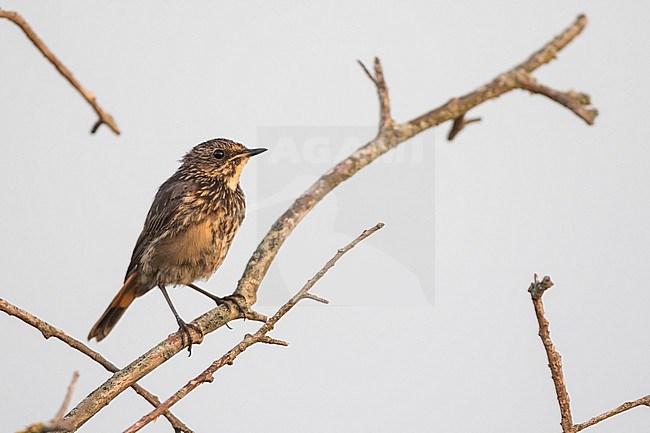 Bluethroat (Cyanecula svecica ssp. cyanecula), Germany, juvenile stock-image by Agami/Ralph Martin,