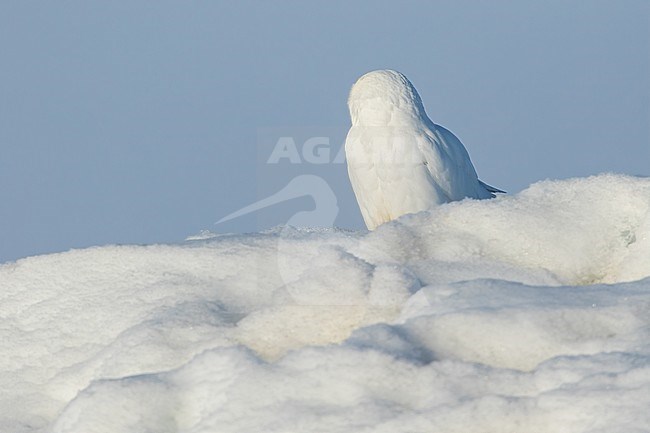 Adult Snowy Owl (Bubo scandiacus) on the arctic tundra near Barrow in northern Alaska, United States. Pure snow white male. stock-image by Agami/Dubi Shapiro,