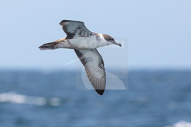 Great shearwater (Ardenna gravis) flying, with the sea and the sky as background, in Brittany, France. stock-image by Agami/Sylvain Reyt,