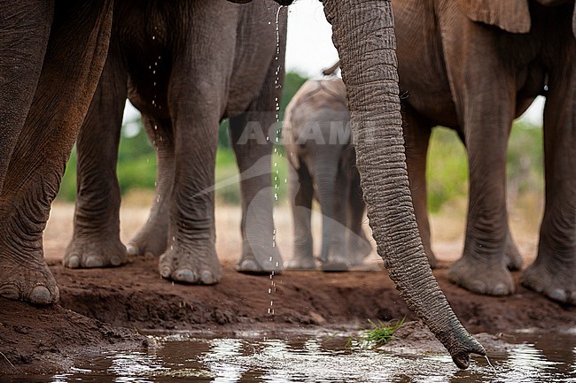 Detail of an African elephant's trunk, Loxodonta africana, while drinking at a waterhole. Mashatu Game Reserve, Botswana. stock-image by Agami/Sergio Pitamitz,