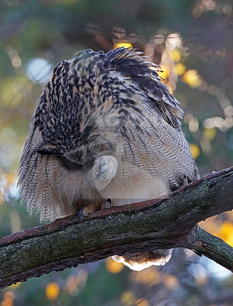 Eurasian Eagle Owl preening; Oehoe veren poetsend stock-image by Agami/Markus Varesvuo,