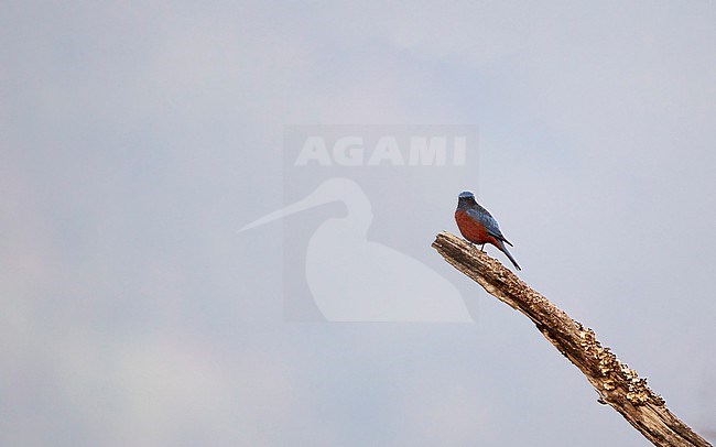 Adutl male Chestnut-bellied Rock Thrush (Monticola rufiventris) perched at Doi Lang, Thailand stock-image by Agami/Helge Sorensen,