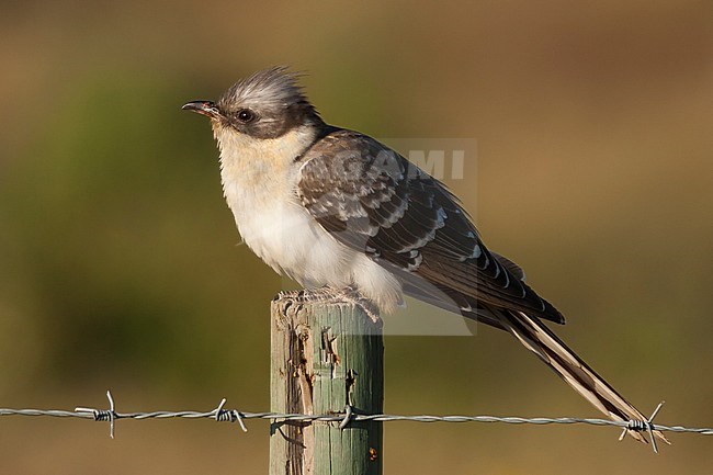 Great Spotted Cuckoo - Häherkuckuck - Clamator glandarius, Portugal, adult stock-image by Agami/Ralph Martin,