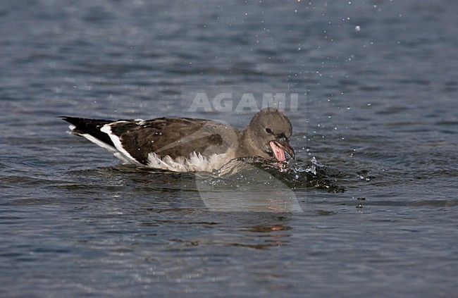 Dolfijnmeeuw, Dolphin Gull, Leucophaeus scoresbii stock-image by Agami/Marc Guyt,