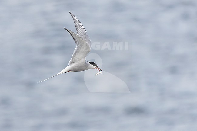 Adult Arctic Tern (Sterna paradisaea) in flight holding a fish crosswise the bill. stock-image by Agami/David Monticelli,