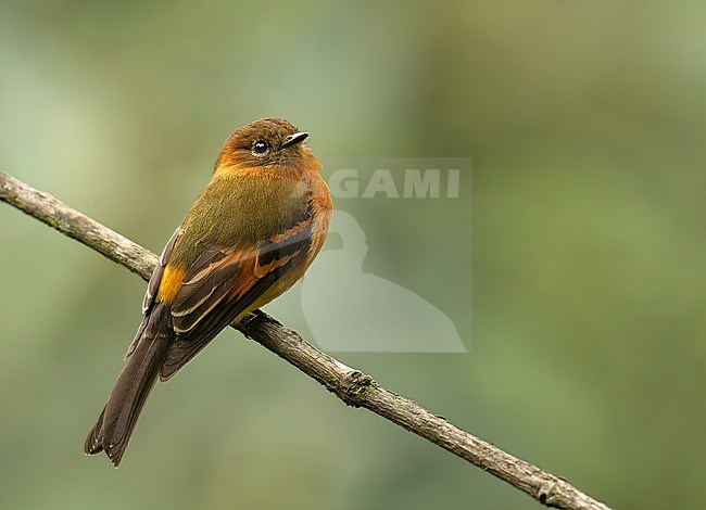 Cinnamon Flycatcher (Pyrrhomyias cinnamomeus cinnamomeus) (subspecies) perched on a branch in Cusco, Peru, South-America. stock-image by Agami/Steve Sánchez,