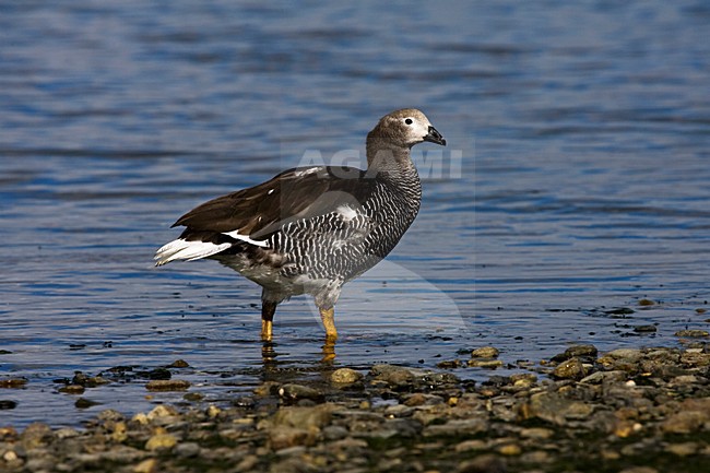 Kelp Goose, Kelpgans, Chloephaga hybrida stock-image by Agami/Marc Guyt,