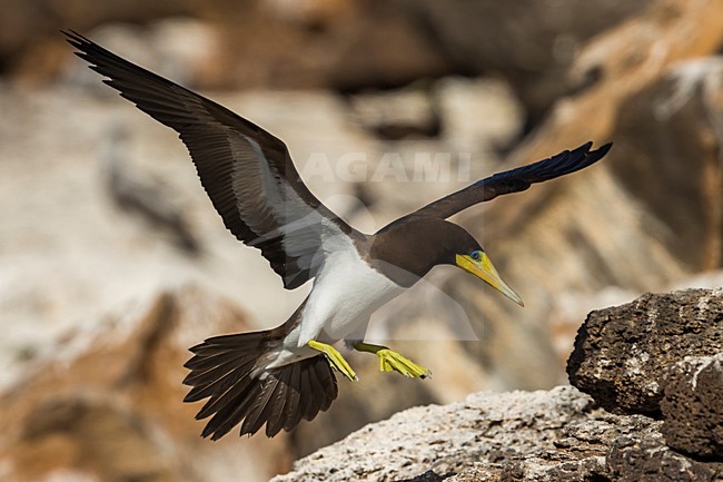 Bruine Gent in vlucht, Brown Booby in flight stock-image by Agami/Daniele Occhiato,