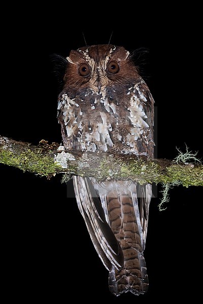 Feline Owlet-nightjar (Aegotheles insignis) Perched on a branch at night in Papua New Guinea stock-image by Agami/Dubi Shapiro,
