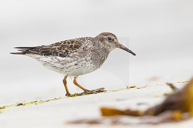 Purple Sandpiper (Calidris maritima), adult standing feeding on the shore stock-image by Agami/Saverio Gatto,