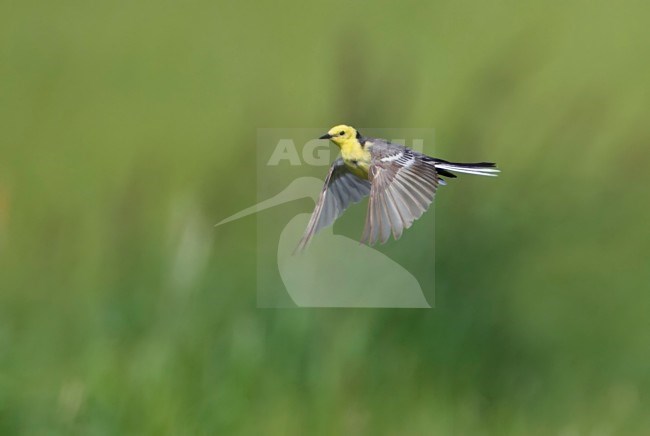 Vliegende Citroenkwikstaart; Flying Citrine Wagtail (Motacilla citreola) stock-image by Agami/Tomi Muukkonen,