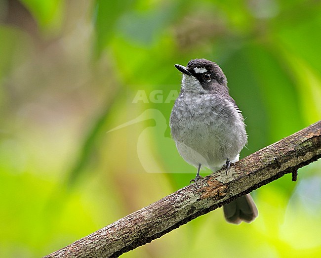 White-browed Forest Flycatcher (Fraseria cinerascens) in Sierra Leone. stock-image by Agami/David Monticelli,