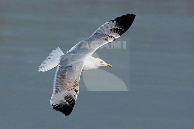 Adulte winterkleed Geelpootmeeuw in vlucht;  Yellow-legged Gull winterplumage in flight stock-image by Agami/Daniele Occhiato,