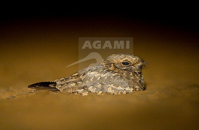Nubische Nachtzwaluw zittend in het zand; Nubian Nightjar perched in sand stock-image by Agami/Marc Guyt,