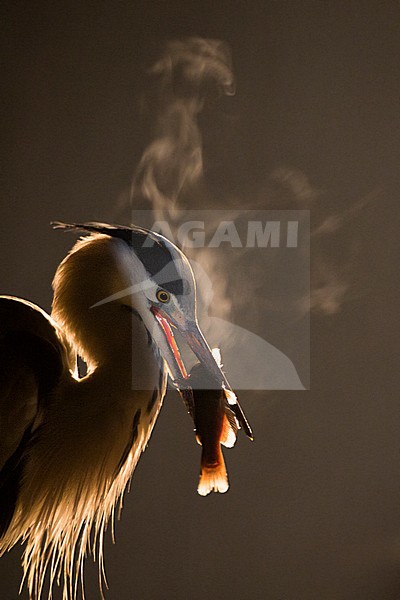 Nachtelijke Blauwe Reiger met een prooi; Grey Heron standing in the dark with a prey stock-image by Agami/Bence Mate,