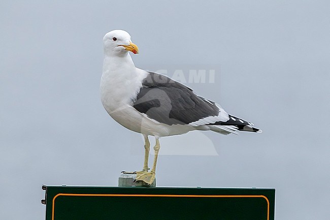 3cy immature Cape Gull (Larus dominicanus vetula) aka Kelp Gull near Cape Town, South Africa. stock-image by Agami/Vincent Legrand,