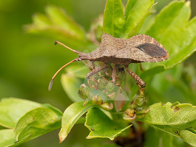 Coreus marginatus is a herbivorous species of true bug in the family Coreidae stock-image by Agami/Arnold Meijer,
