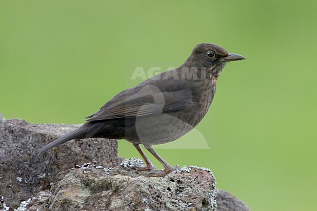 Vrouwtje Merel op de Azoren; Female Common Blackbird on the Azores stock-image by Agami/Daniele Occhiato,