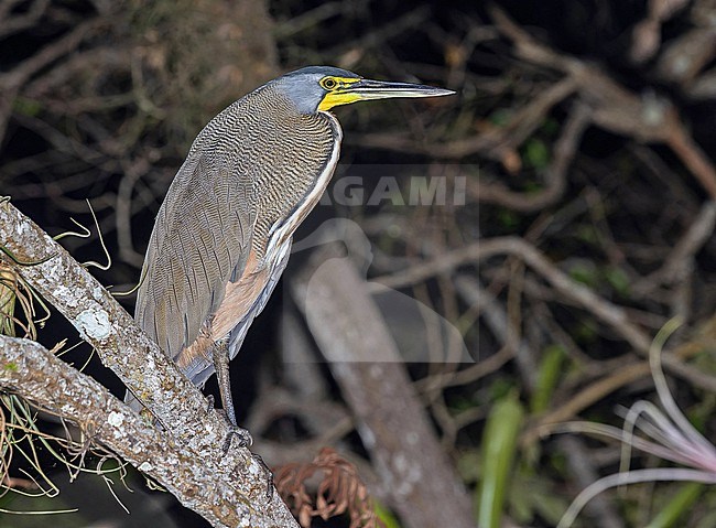 Adult Bare-throated Tiger-Heron, Tigrisoma mexicanum, in Western Mexico. Perched in the night. stock-image by Agami/Pete Morris,