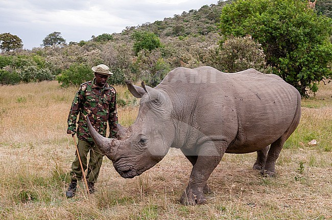 A white rhinoceros, Ceratotherium simum. In Masai Mara Rhino santuary they live 24 hours a day escorted by anti poaching units. stock-image by Agami/Sergio Pitamitz,