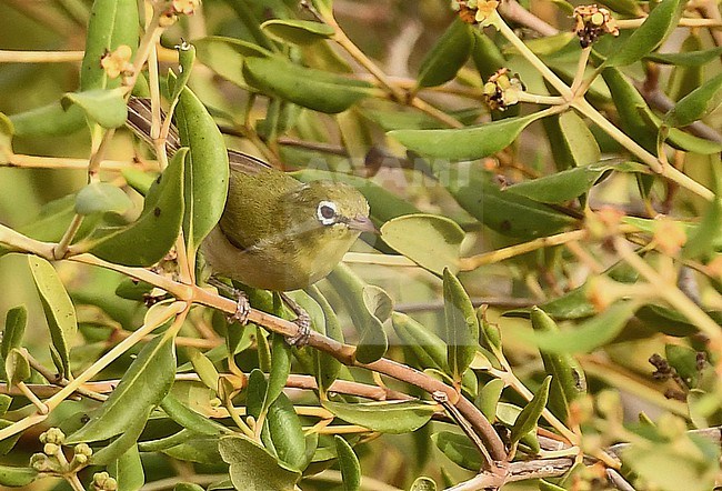 The Abyssinian White-eye (Zosterops abyssinicus) population at the coastal mangroves of Saudi Arabia differs from the birds in the mountains. It is possible an undescribed separate taxon. stock-image by Agami/Eduard Sangster,