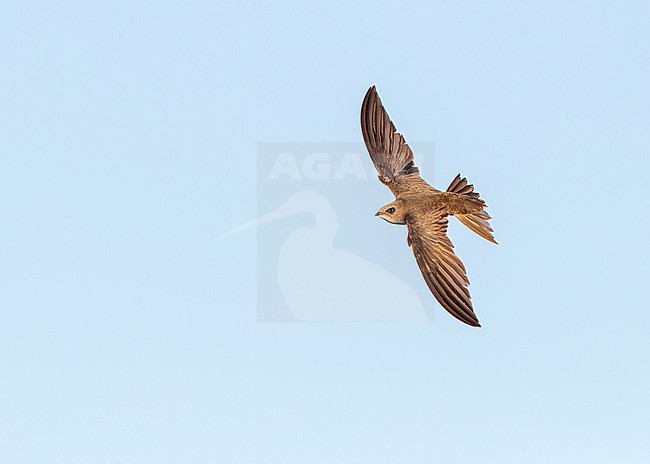 Pallid Swift (Apus pallidus) in central Spain during summer. stock-image by Agami/Marc Guyt,
