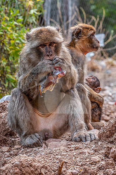 Juvenile Barbary Macaque (Macaca sylvanus) into Pic des singes at Cap Cabron, near Bejaja, Algeria. stock-image by Agami/Vincent Legrand,