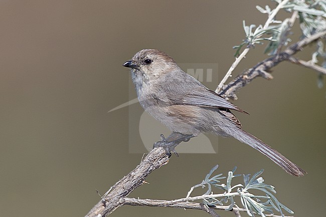 Adult 
Los Angeles Co., CA 
March 2010 stock-image by Agami/Brian E Small,