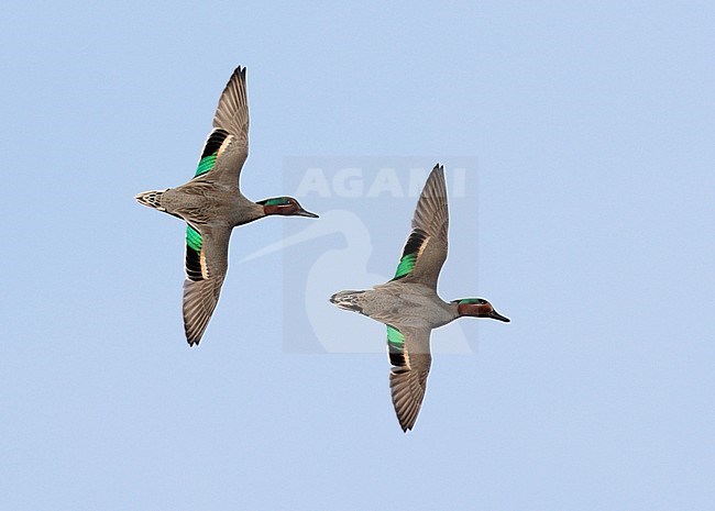 Amerikaanse Wintertaling in vlucht, Green-winged Teal in flight stock-image by Agami/Mike Danzenbaker,