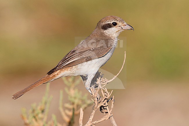 Red-tailed Shrike (Lanius phoenicuroides), juvenile perched on a branch stock-image by Agami/Saverio Gatto,
