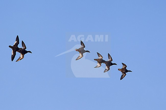 flock of male and female stejneger's scoter or siberian scoter (melanitta stejnegeri) of immature and adult birds in flight, found in eastern Mongolia in Dornod Aimag stock-image by Agami/Mathias Putze,