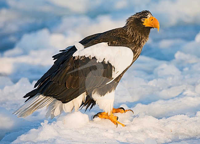 Steller-zeearend, Stellers Sea-eagle, Haliaeetus pelagicus stock-image by Agami/Marc Guyt,