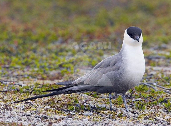 Volwasen Kleinste Jager in broedgebied; Adult Long-tailed Jaeger at breedingsite stock-image by Agami/Markus Varesvuo,