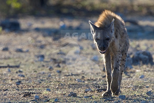 Gevlekte hyena lopend Etosha NP Namibie, Spotted Hyena walking Etosha NP Namibia stock-image by Agami/Wil Leurs,